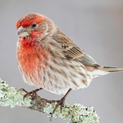 Finches beaks nys beak