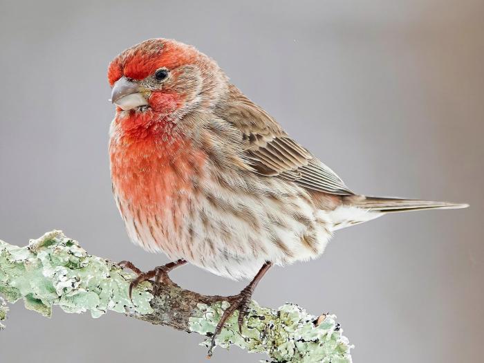 Finches beaks nys beak