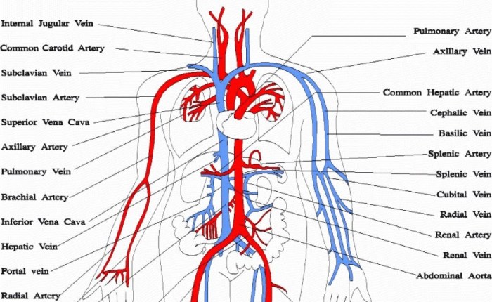 Label the major systemic arteries