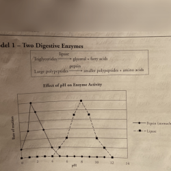 Immunity pogil answer key pdf