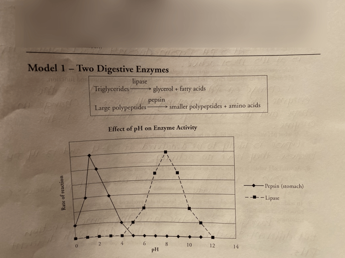 Immunity pogil answer key pdf