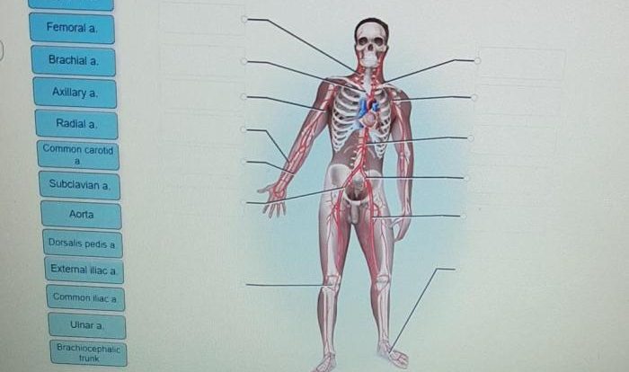 Label the major systemic arteries